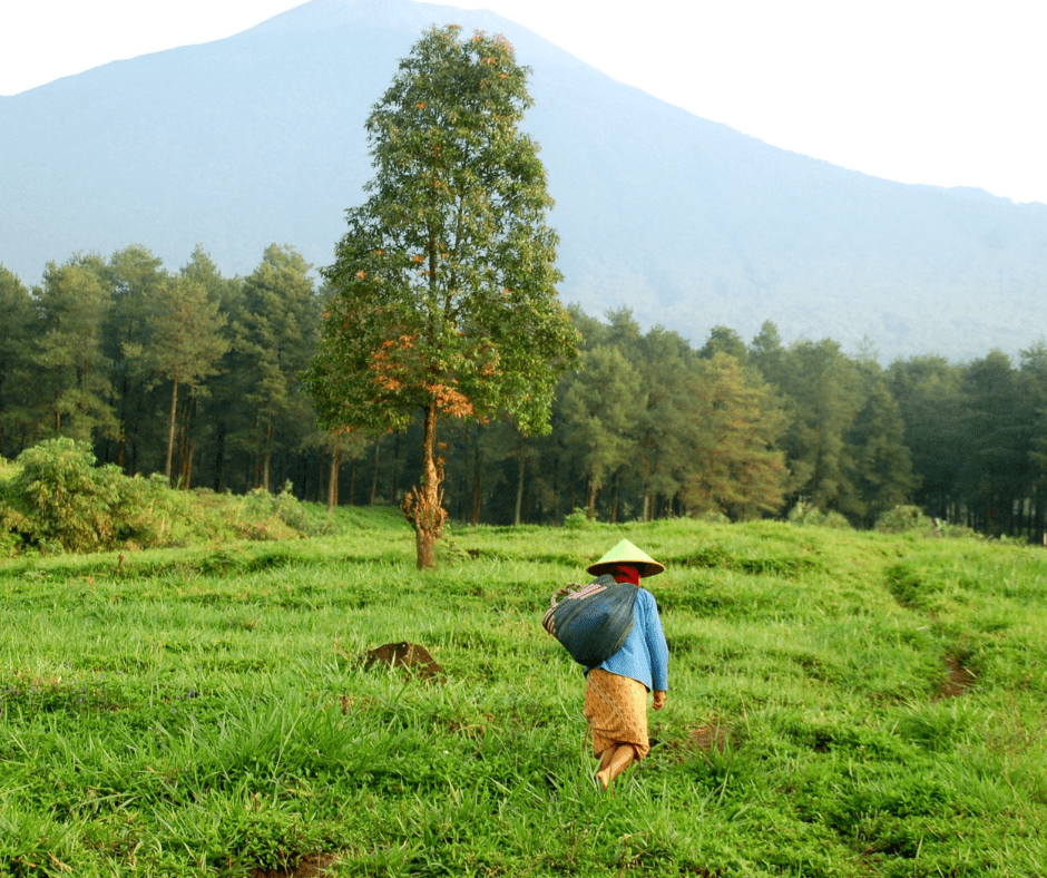 Frauen auf dem Feld in Asien